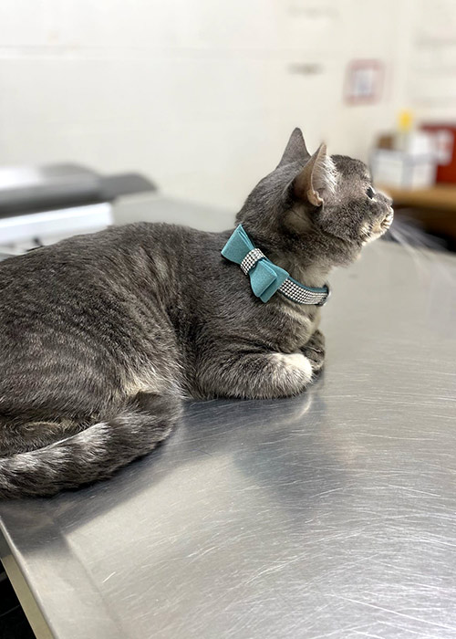 relaxed gray cat resting on exam table