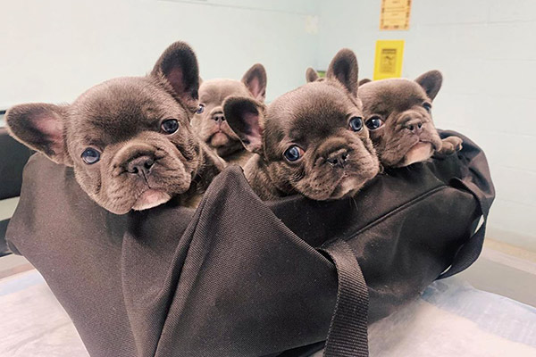 bag of baby frenchies