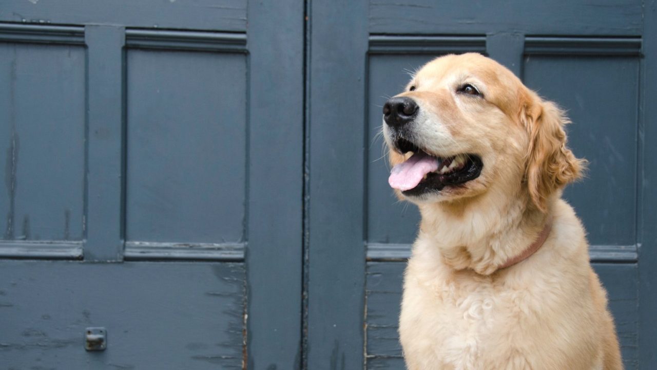 Vet Near Me Fresno, CA 93703 Cedar Veterinary Hospital