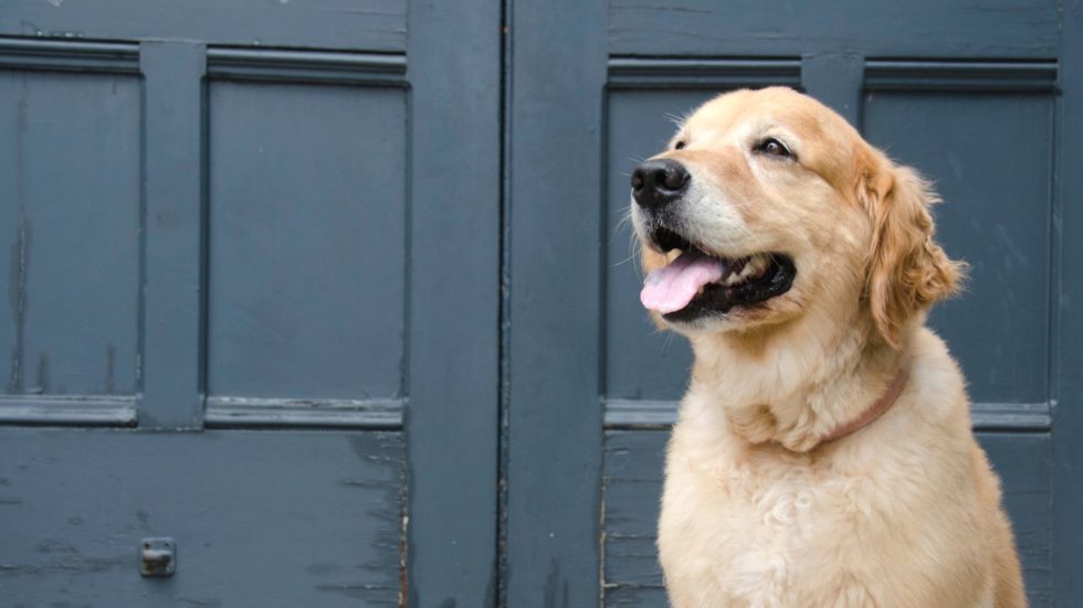 Veterinary Appointment In Fresno, CA Cedar Veterinary Hospital