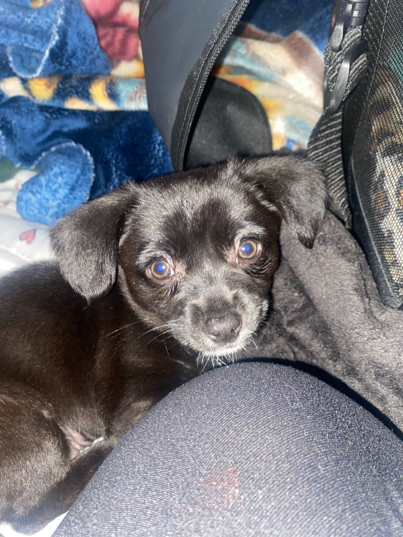 Dixie – happiest & lovable