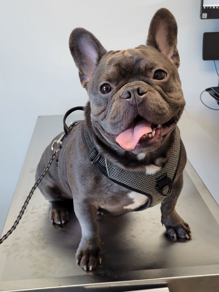 Ralphie – Waiting for the doctor.