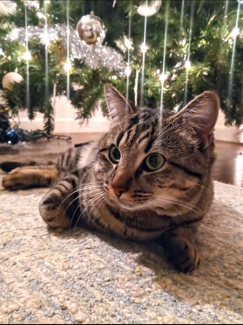 Simba – He was enjoy his Christmas after a small surgery he had gotten months before❤️