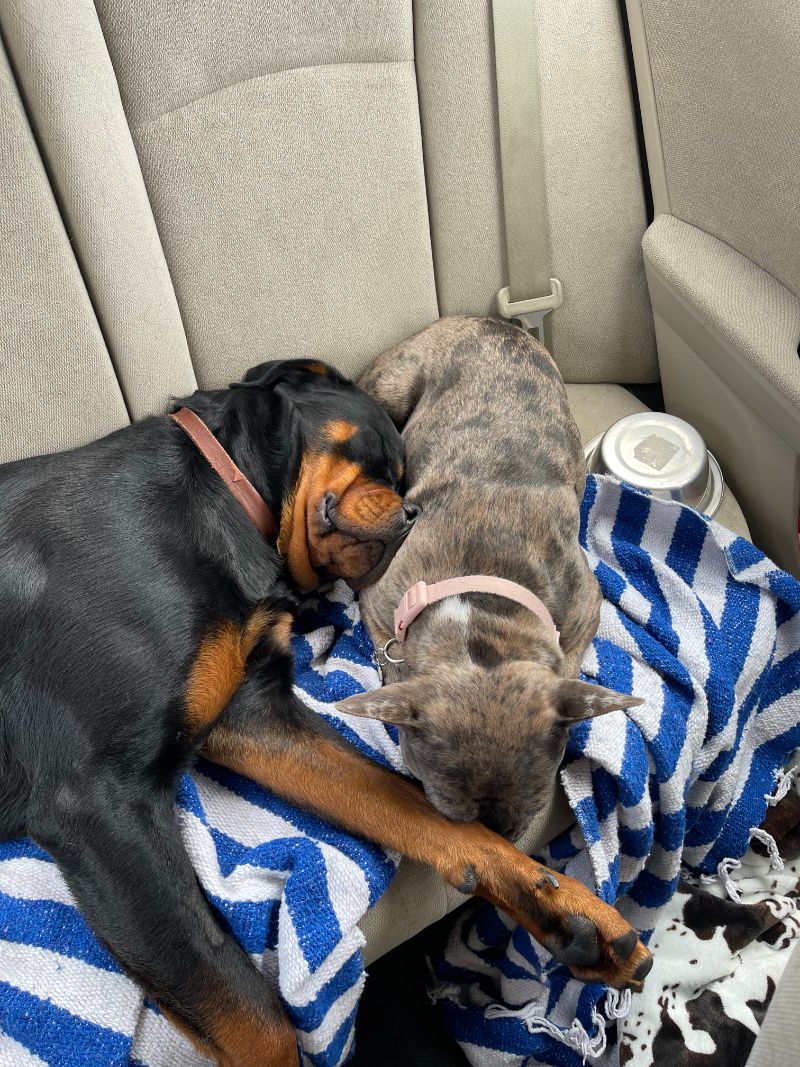 Odysseus and Mochi – My dogs being nothing but weirdos