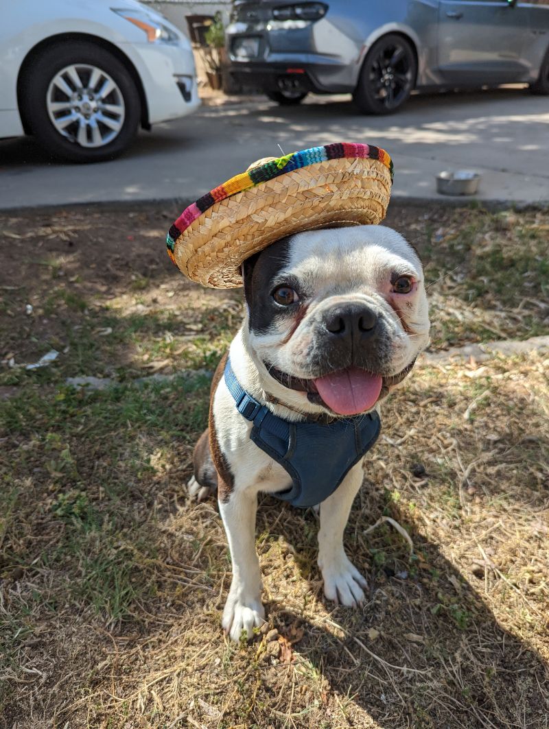 Zuko – Cinco de Mayo