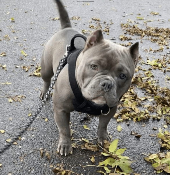 Fatgirl – She was posing for the camera and she came Up missing from my yard.