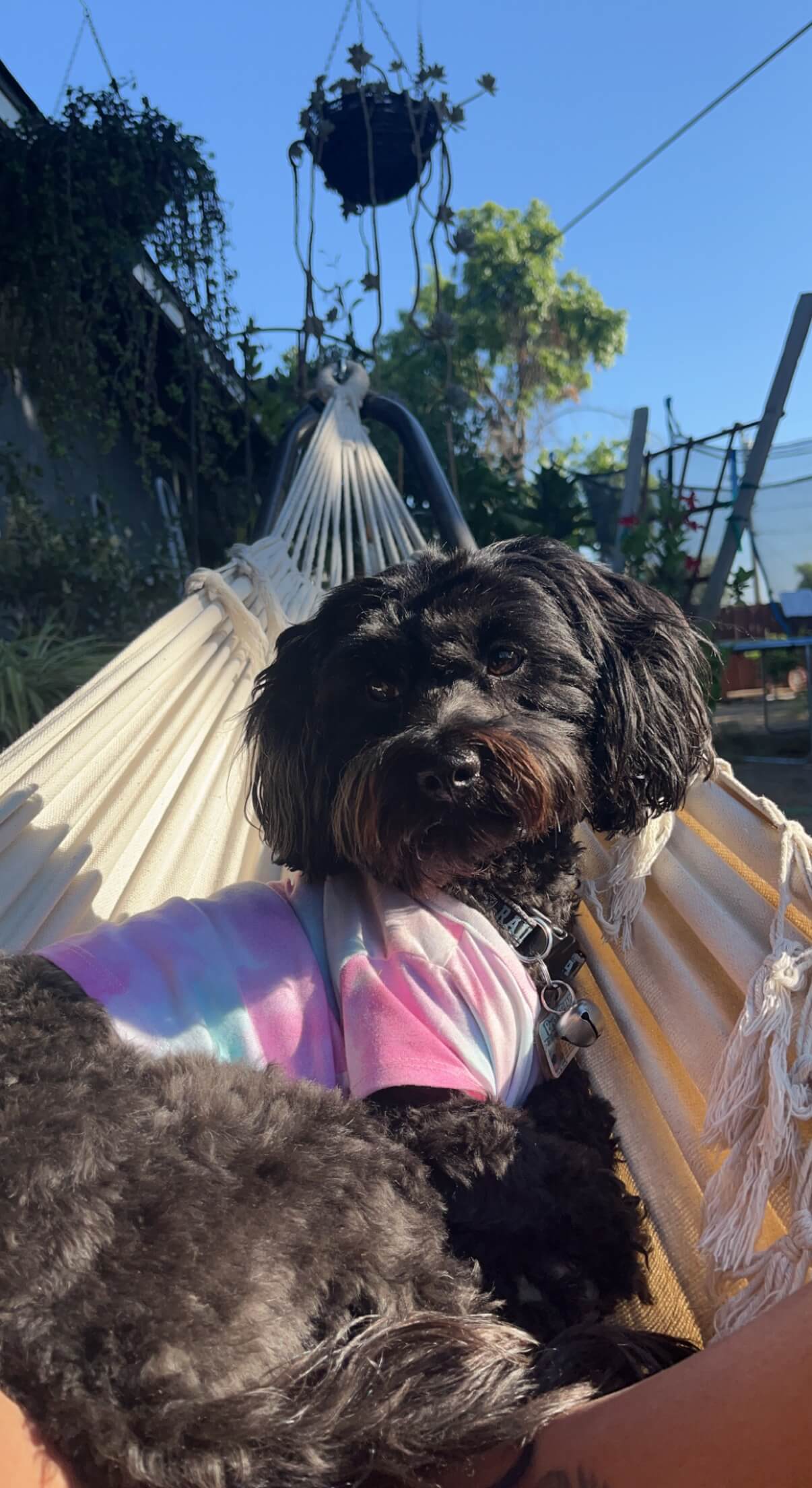 Lilo – She living her best life on the hammock