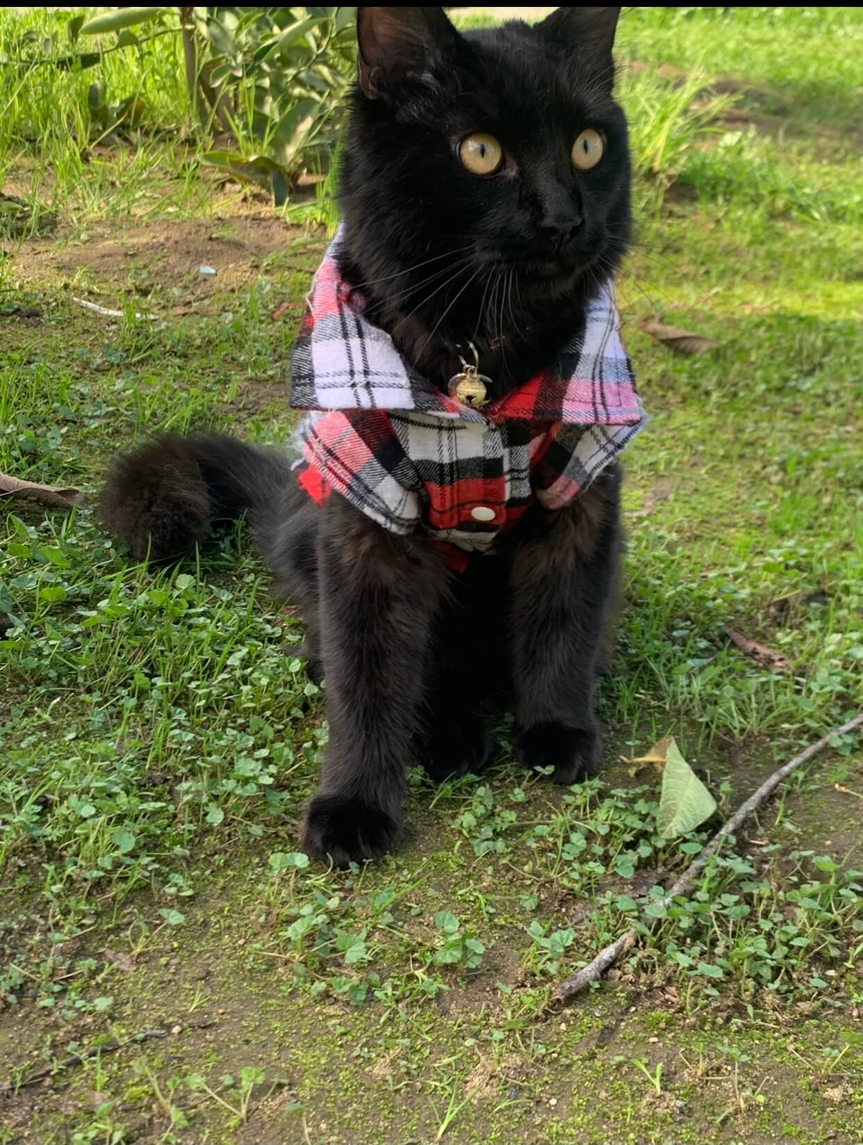 Joji – Joji enjoying some fresh air :)